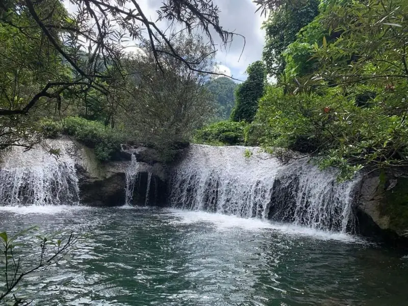 Thác nước và hoa phong lan rừng